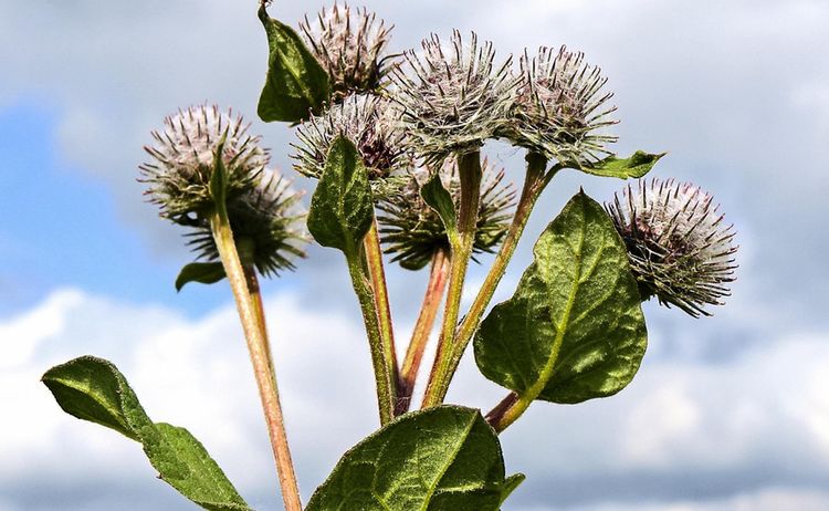 Distel 3 Buescher