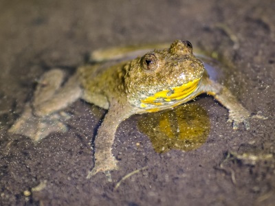 Die Gelbbauchunke, Fotografin: Kathy Büscher, NABU Rinteln