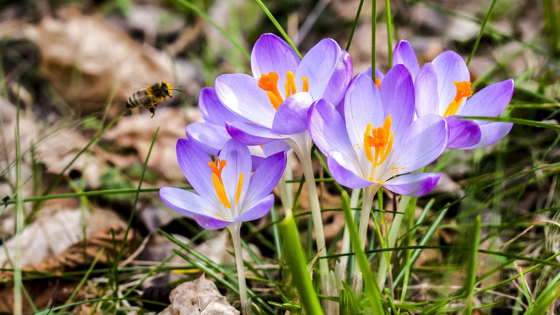 Фото мамы с ребенком крокус. Крокус цветок. Crocus Blossom. Крокус для дошкольников. Крокусы на белом фоне.