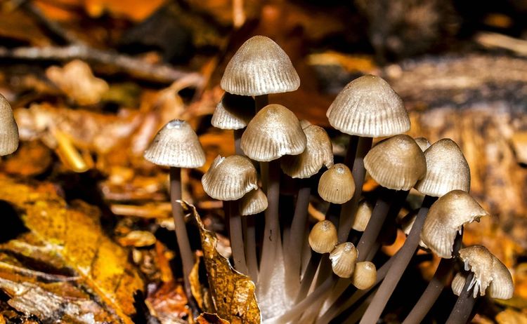 Pilze 7 Buescher
