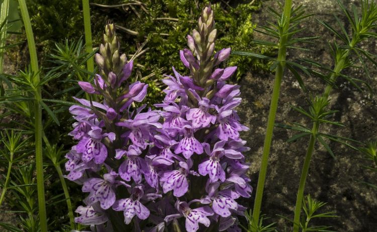 Pyramidenorchis Tww