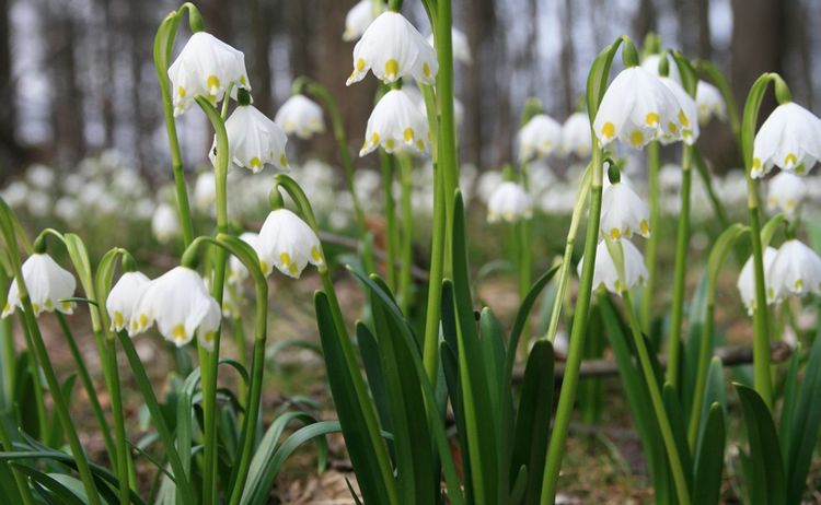 Schneegloeckchen Brede