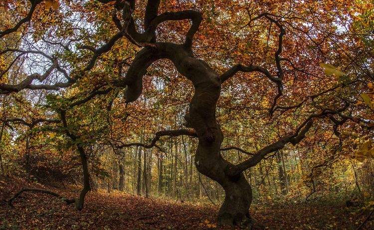 Suentelbuche Herbst 1