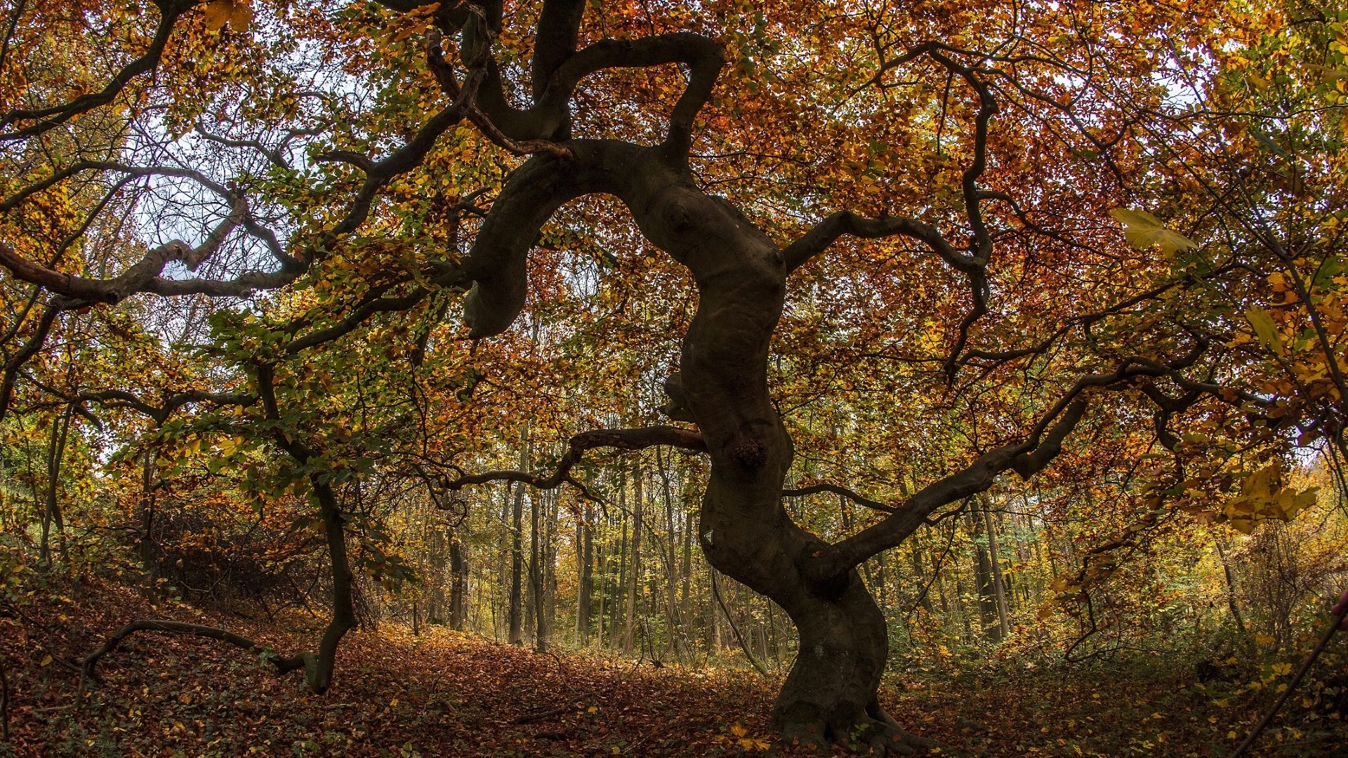 Süntel-Buche Herbst, Foto: Touristikzentrum Westliches Weserbergland